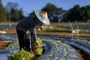 ásia agricultor é carregando bandeja do jovem vegetal plantinha para plantar dentro cobertura morta filme para crescendo orgânico plantar durante Primavera estação e agricultura foto