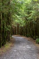 limitar caminho através a chuva floresta em Vancouver ilha foto