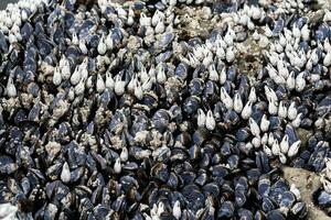 Preto mexilhões em a pedras dentro pacífico oceano foto