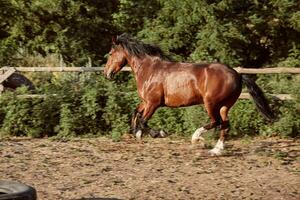 cavalo corrida dentro a Pomar, pasto em a areia dentro verão foto