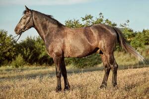 retrato do baía cavalo dentro verão em a campo foto