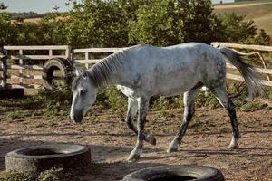 lindo, quieto, branco cavalo espera dentro Pomar, pasto foto