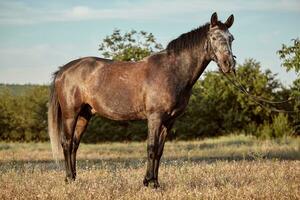 retrato do baía cavalo dentro verão em a campo foto