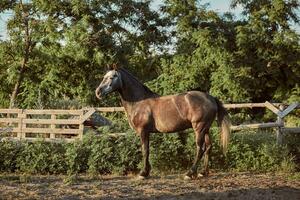 bonito cavalo dentro a Pomar, pasto. Fazenda. rancho. foto