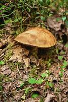 fechar-se Visão do cogumelo em a terra dentro a floresta, propositalmente borrado foto