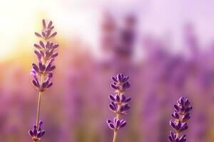 lavanda flores em a campo. natural papel de parede. floral fundo foto