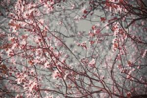 fundo com Rosa flores em uma fundo do azul céu. Primavera floração. foto