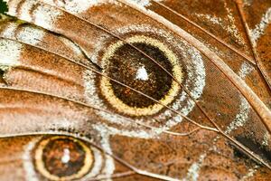 uma fechar acima do uma de borboleta asa com Castanho e branco marcações foto