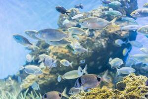 tropical peixes dentro aquário meio Ambiente foto