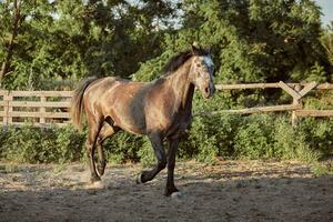 cavalo corrida dentro a Pomar, pasto em a areia dentro verão foto