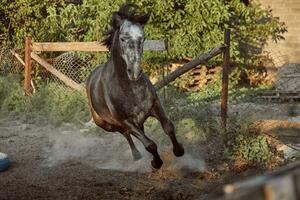 cavalo corrida dentro a Pomar, pasto em a areia dentro verão foto