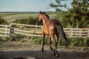 cavalo corrida dentro a Pomar, pasto em a areia dentro verão foto