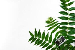 verde folhas e velho Câmera em branco fundo, verão fundo. topo Visão foto