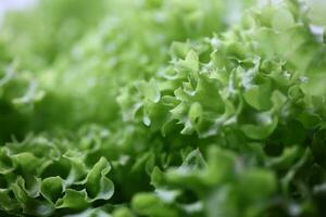 verde fresco cultivado alface salada folhas fechar acima folhagem textura bio natureza papel de parede grande Tamanho Alto qualidade instante estoque fotografia impressões foto