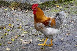 isto fotos mostra animais às a velho agricultores Vila dentro Alemanha