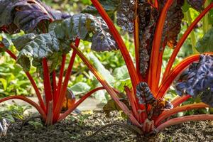 isto fotos mostra vegetal a plantas dentro uma agricultores Vila dentro Alemanha