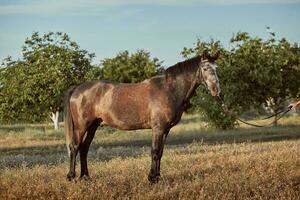 retrato do baía cavalo dentro verão em a campo foto