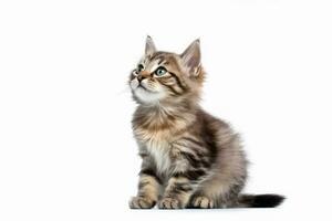 ai gerado retrato do bonito jovem gato isolado em branco fundo, ai generativo foto