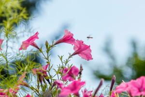 lindo branco e Rosa petúnia flores foto