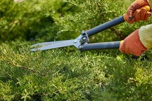 mãos do jardineiro dentro laranja luvas estão aparar a cheio verde arbusto usando cerca tesoura de jardim em ensolarado quintal. trabalhador paisagismo jardim. fechar acima foto