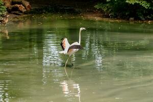 lindo Rosa flamingos com bico e solto asas foto