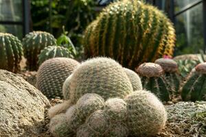 cacto jardim vários tipos do lindo cactos exótico cacto coleção. foto