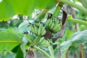 a verde bananas estavam verde e teve banana flores em eles. foto