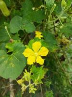 amarelo colori kumro flores decorado com lindo verde folhas estão natural surpreendente arredores foto