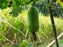 benefícios e nutricional valor do arroz abóbora cobertura abóbora é uma popular vegetal dentro nosso país. Como isto vegetal é crescido em a cobertura do a casa, isto é conhecido Como cobertura abóbora. isto vegetal foto