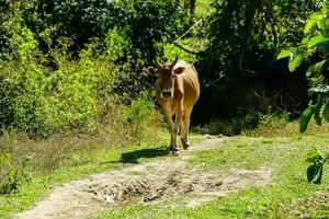 uma vaca caminhando baixa uma sujeira estrada dentro a floresta foto