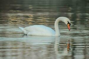 uma cisne é natação dentro a água foto