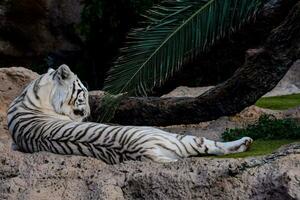 uma branco tigre deitado em a terra perto uma Palma árvore foto