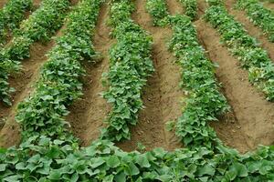 doce batata agricultura, Series do doce batata plantas crescendo em uma campo do fazenda, cultivado de agricultor e reembalado para mercado. foto