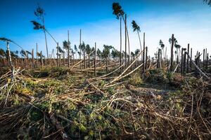 destruído floresta Como a efeito do Forte tempestade foto