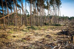 destruído floresta Como a efeito do Forte tempestade foto