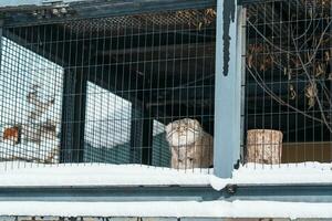 pallas s gato ou felis manul às asahiyama jardim zoológico dentro inverno temporada. ponto de referência e popular para turistas atrações dentro Asahikawa, Hokkaido, Japão. viagem e período de férias conceito foto