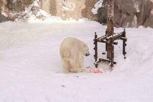 polar Urso ou Ursus maritimus às asahiyama jardim zoológico dentro inverno temporada. ponto de referência e popular para turistas atrações dentro Asahikawa, Hokkaido, Japão. viagem e período de férias conceito foto
