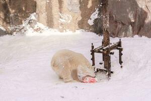 polar Urso ou Ursus maritimus às asahiyama jardim zoológico dentro inverno temporada. ponto de referência e popular para turistas atrações dentro Asahikawa, Hokkaido, Japão. viagem e período de férias conceito foto