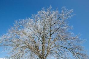congeladas árvore em inverno campo e azul céu foto