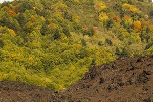 fechar-se do a solidificado lava e a pequeno vegetação levando pé em isto, sul lado do a Etna, Catânia, Sicília foto