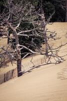 a famoso duna do pyla cercas, a Altíssima areia duna dentro Europa foto