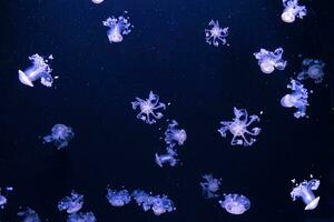 grupo do fluorescente medusa nadar embaixo da agua aquário piscina com azul néon luz foto