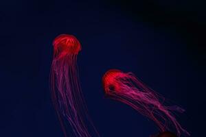 fluorescente medusa natação embaixo da agua aquário piscina com vermelho néon claro. foto