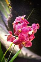 flores florescendo em uma plantar crescendo em Lautoka, fiji foto