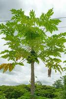 Fiji, uma país dentro a sul pacífico, Palma árvore de a cais foto