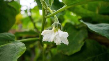 fechar-se do branco Berinjela flores com verde folhas foto