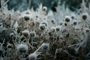 ai gerado congeladas gelado seco selvagem flores gerar ai foto