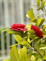 lindo vermelho rosas ou camélia japonica dentro a jardim foto