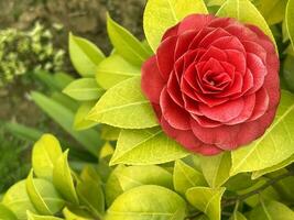 lindo vermelho rosas ou camélia japonica dentro a jardim foto