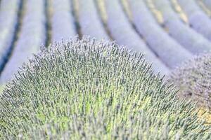 lavanda Campos dentro a provence região do França foto